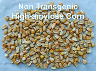 低い非GI Gmoのコーンスターチの食品等級抵抗力があるRS2高い繊維の澱粉